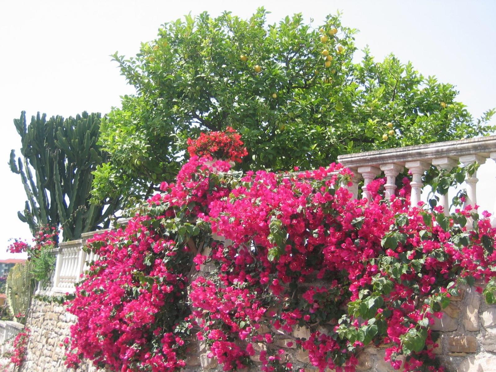 Ca Dei Conti Villa San Bartolomeo Al Mare Room photo
